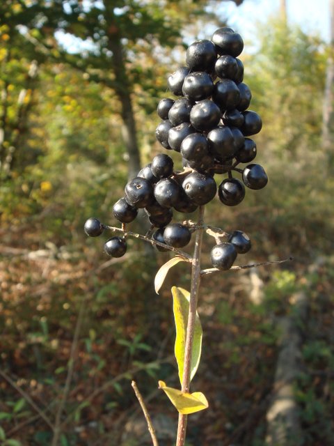Ligustrum vulgare fruit
